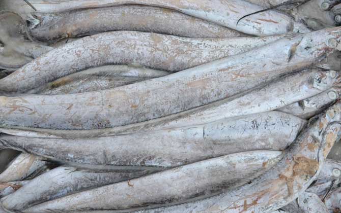 常見小型觀賞魚圖片和名字_小型觀賞魚大全名字_小型觀賞魚種類圖片大全及名稱