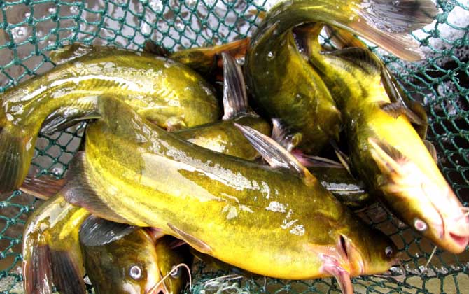 小型觀賞魚種類圖片大全及名稱_常見小型觀賞魚圖片和名字_小型觀賞魚大全名字