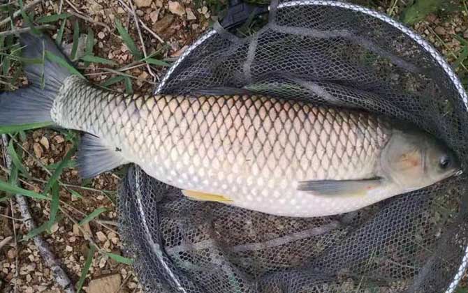 常見小型觀賞魚圖片和名字_小型觀賞魚種類圖片大全及名稱_小型觀賞魚大全名字
