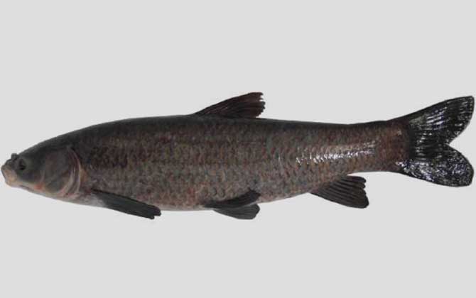 常見小型觀賞魚圖片和名字_小型觀賞魚大全名字_小型觀賞魚種類圖片大全及名稱