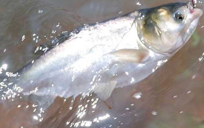 小型觀賞魚種類圖片大全及名稱_小型觀賞魚大全名字_常見小型觀賞魚圖片和名字
