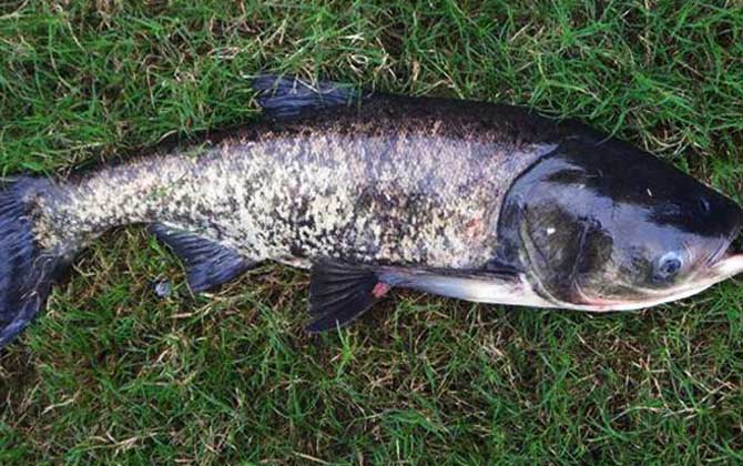 小型觀賞魚種類圖片大全及名稱_小型觀賞魚大全名字_常見小型觀賞魚圖片和名字