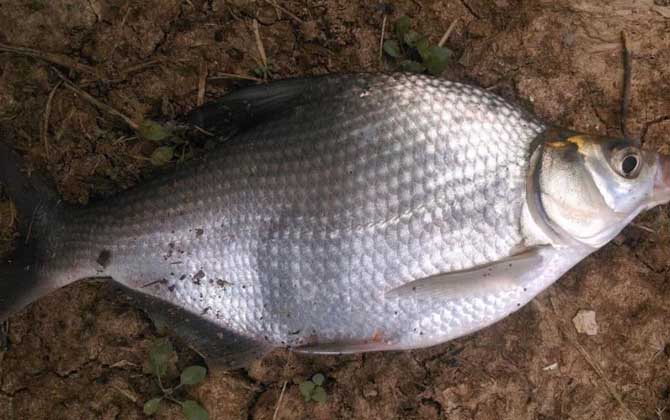 小型觀賞魚大全名字_常見小型觀賞魚圖片和名字_小型觀賞魚種類圖片大全及名稱