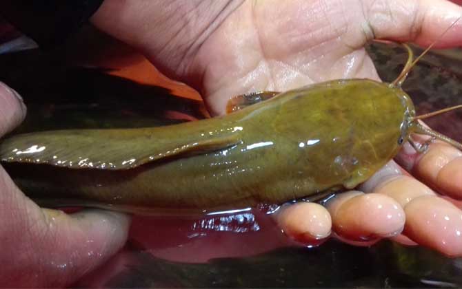 小型觀賞魚大全名字_小型觀賞魚種類圖片大全及名稱_常見小型觀賞魚圖片和名字