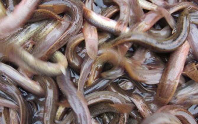 小型觀賞魚大全名字_常見小型觀賞魚圖片和名字_小型觀賞魚種類圖片大全及名稱