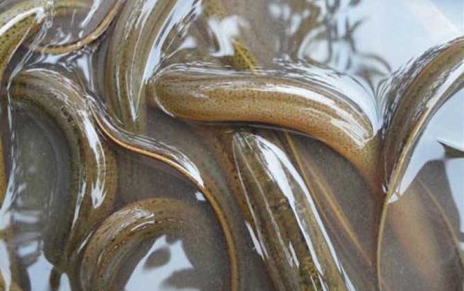 小型觀賞魚大全名字_小型觀賞魚種類圖片大全及名稱_常見小型觀賞魚圖片和名字