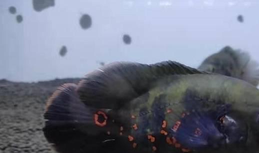 養觀賞魚好處_養觀賞魚養什么魚好_養觀賞魚有什么說法