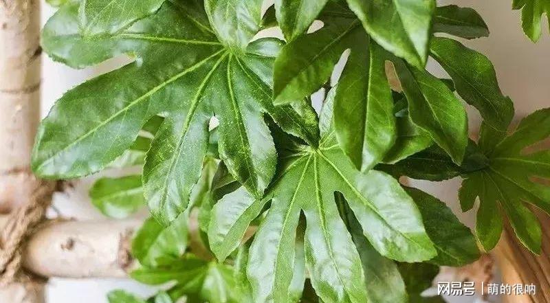 耐陰耐寒好養的庭院花卉_庭院花卉植物耐寒_庭院耐寒花卉種植品種