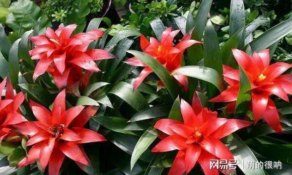 庭院耐寒花卉種植品種_庭院花卉植物耐寒_耐陰耐寒好養的庭院花卉