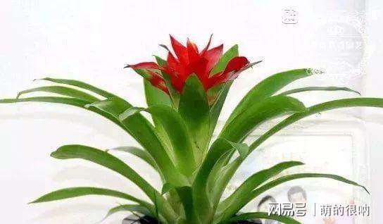 庭院花卉植物耐寒_耐陰耐寒好養的庭院花卉_庭院耐寒花卉種植品種