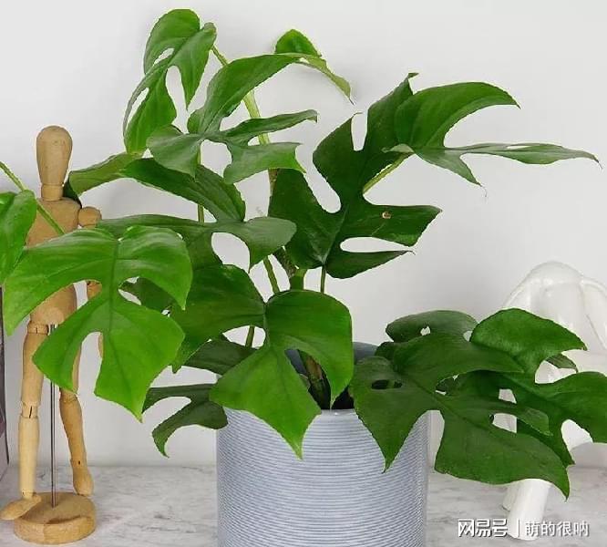 庭院花卉植物耐寒_耐陰耐寒好養的庭院花卉_庭院耐寒花卉種植品種