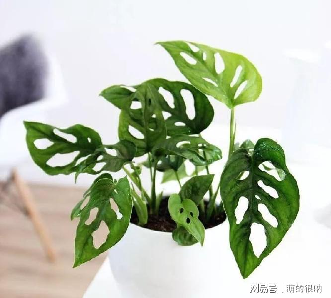 庭院花卉植物耐寒_庭院耐寒花卉種植品種_耐陰耐寒好養的庭院花卉