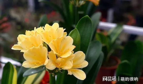 耐陰耐寒好養的庭院花卉_庭院耐寒花卉種植品種_庭院花卉植物耐寒