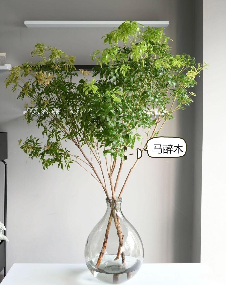 桌上不擺花，放這9種遇水即活的綠植，裝點
