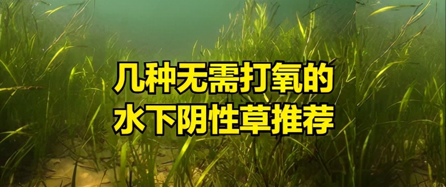 不需要打氧且極其好養(yǎng)的陰性水下草推薦，有