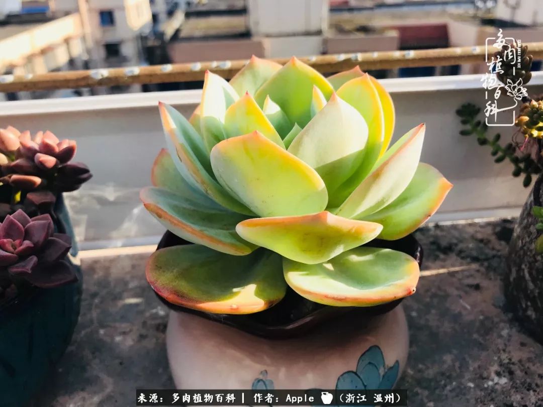 入秋總結易度夏多肉名單，拿走不謝，請叫我