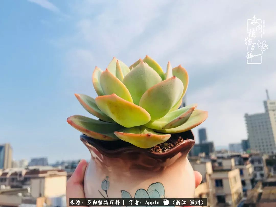 多肉變綠色_多肉養(yǎng)養(yǎng)變綠了_不會(huì)變綠的多肉