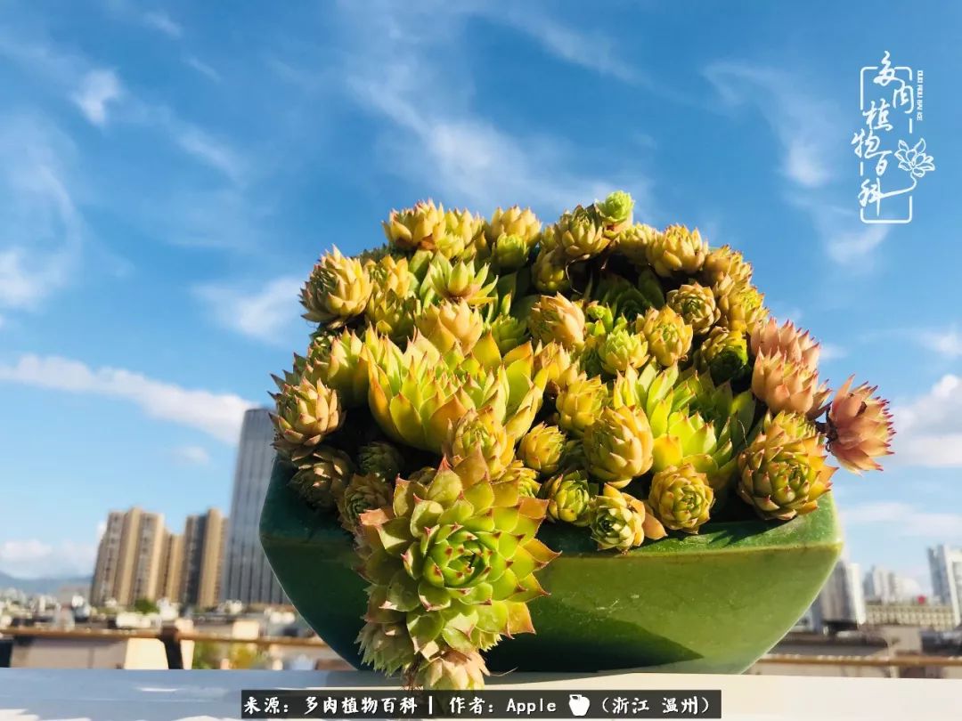 多肉變綠色_不會(huì)變綠的多肉_多肉養(yǎng)養(yǎng)變綠了
