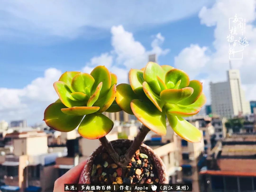 多肉變綠色_不會(huì)變綠的多肉_多肉養(yǎng)養(yǎng)變綠了