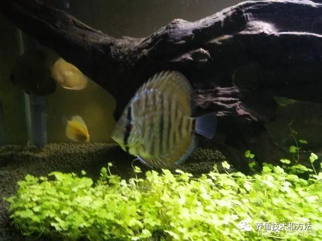 觀賞魚混養(yǎng)魚最佳搭配