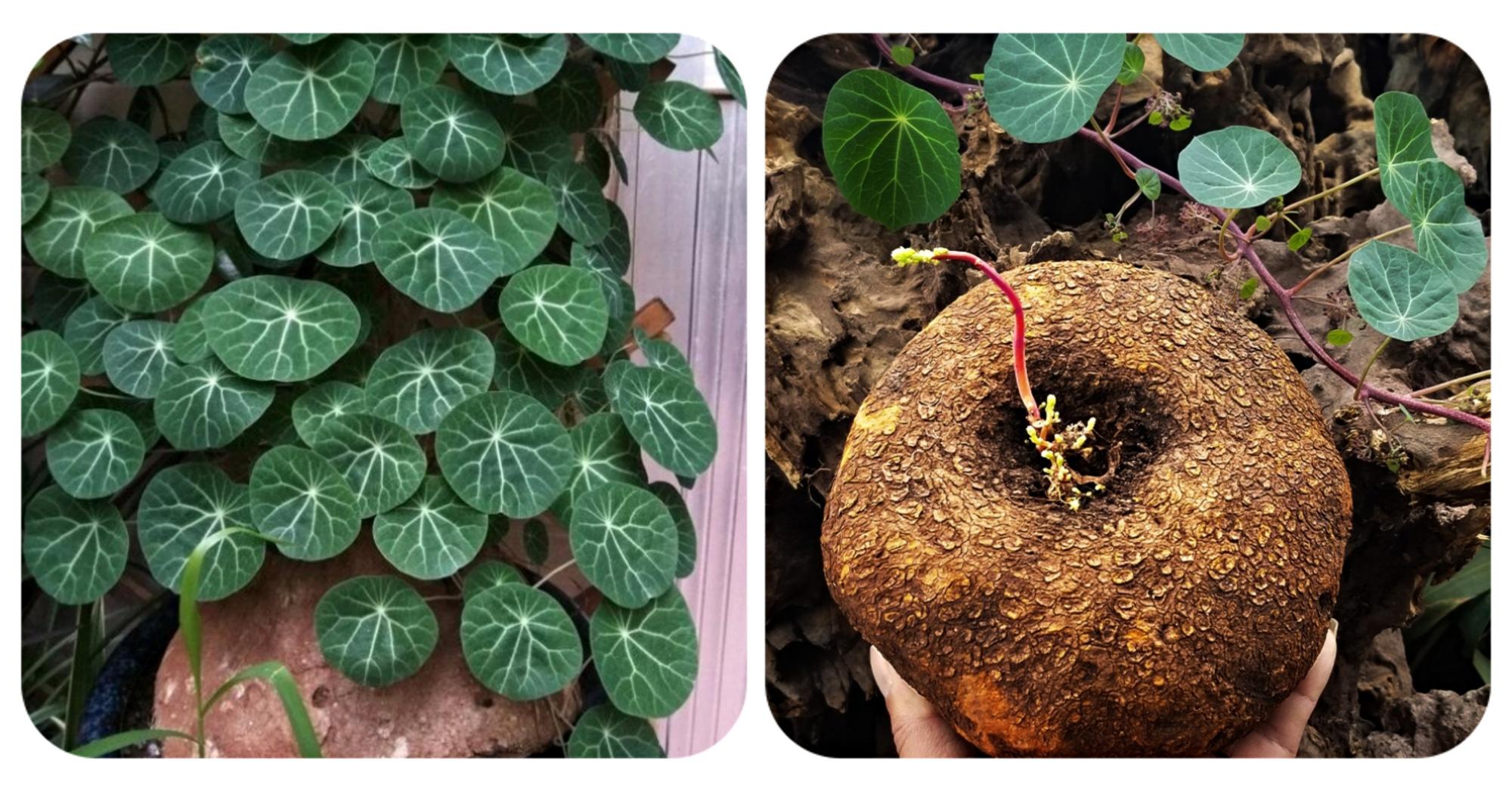 家庭花卉圖片大全及花名_花卉大全家庭作品_家庭花卉大全