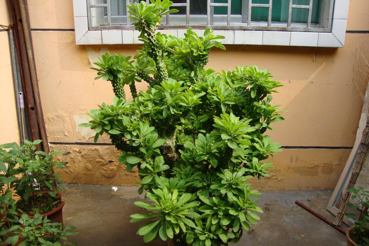 家庭花卉大全_家庭花卉圖片大全及花名_花卉大全家庭作品
