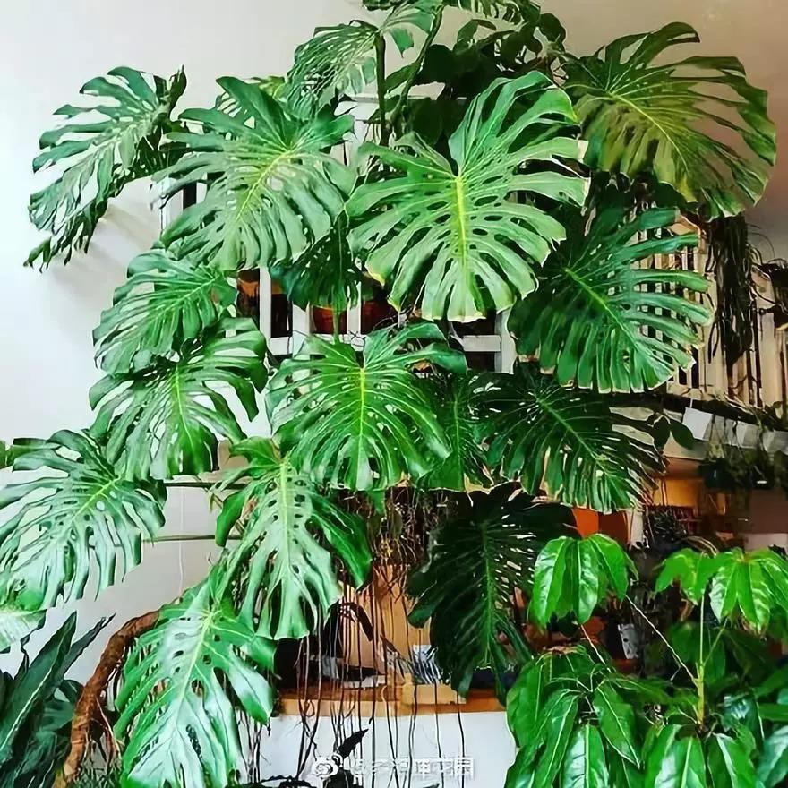家庭花卉大全_花卉大全家庭作品_家庭花卉圖片大全及花名