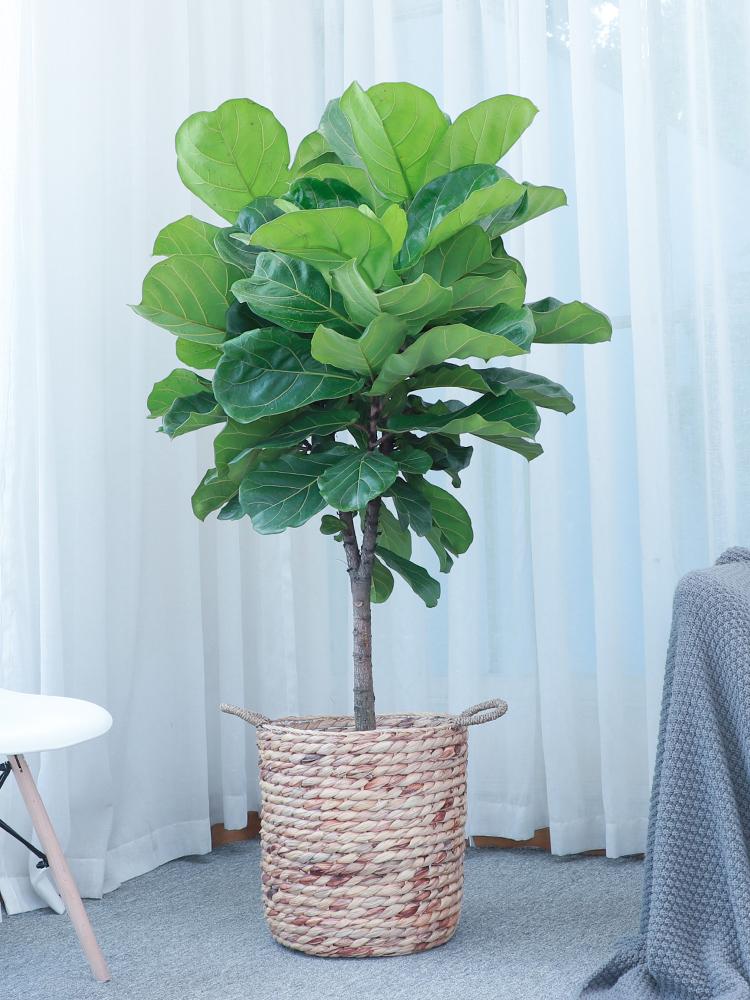 花卉大全家庭作品_家庭花卉圖片大全及花名_家庭花卉大全