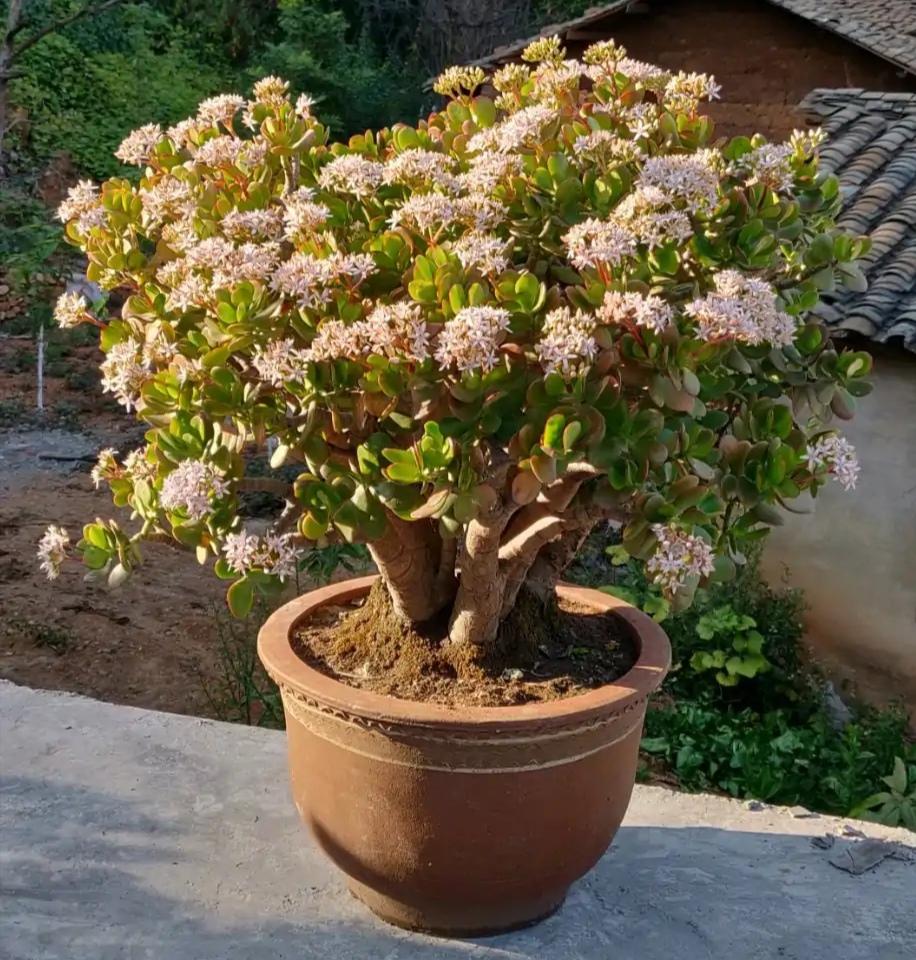 家庭花卉大全_花卉大全家庭作品_家庭花卉圖片大全及花名