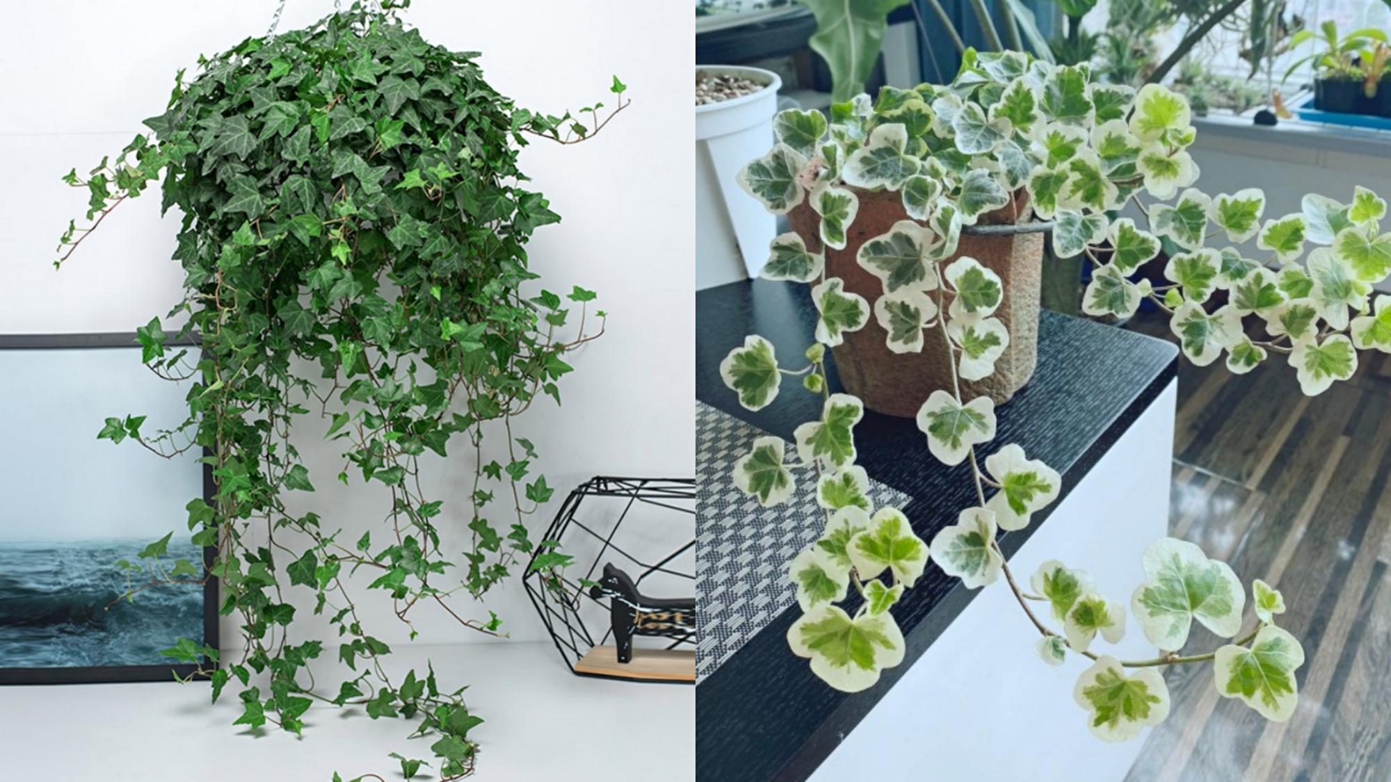花卉大全家庭作品_家庭花卉圖片大全及花名_家庭花卉大全