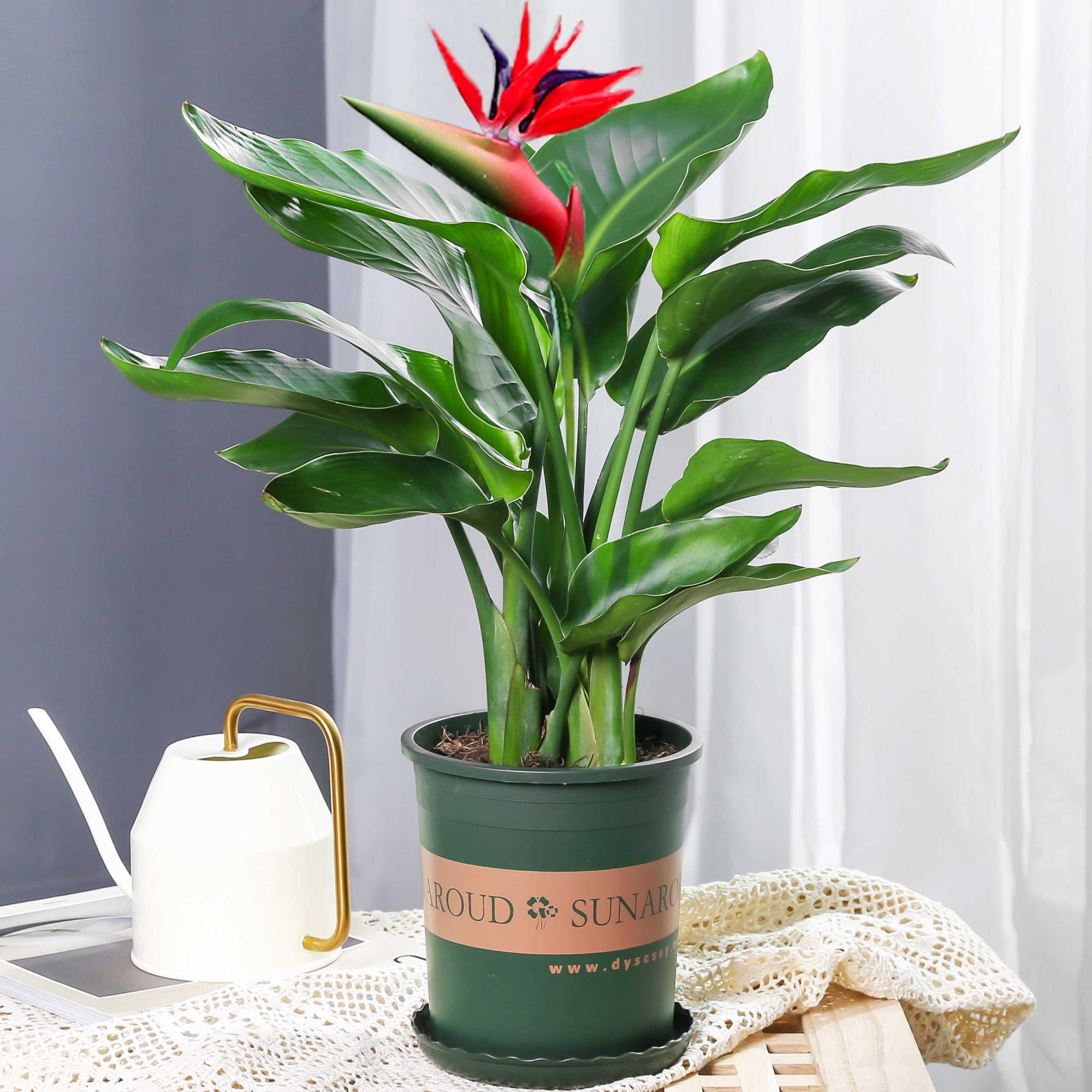 家庭花卉圖片大全及花名_家庭花卉大全_花卉大全家庭作品