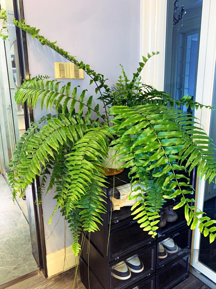 家庭花卉大全_家庭花卉圖片大全及花名_花卉大全家庭作品
