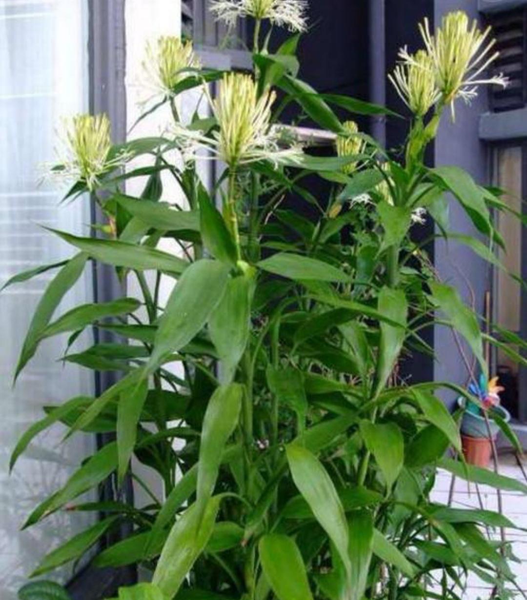 家庭花卉圖片大全及花名_家庭花卉大全_花卉大全家庭作品