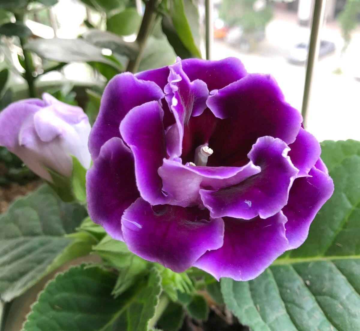 家庭花卉大全_花卉大全家庭作品_家庭花卉圖片大全及花名