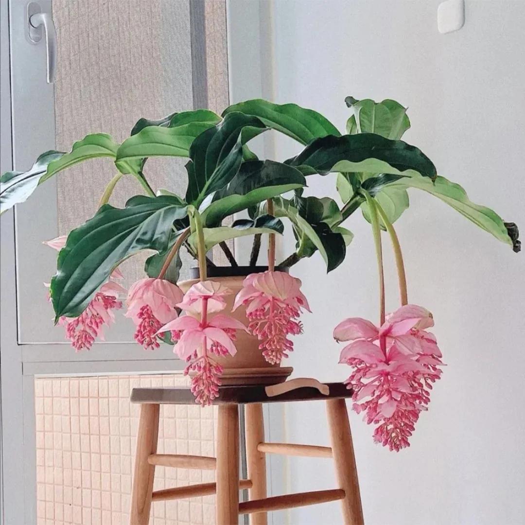 家庭花卉大全_家庭花卉圖片大全及花名_花卉大全家庭作品