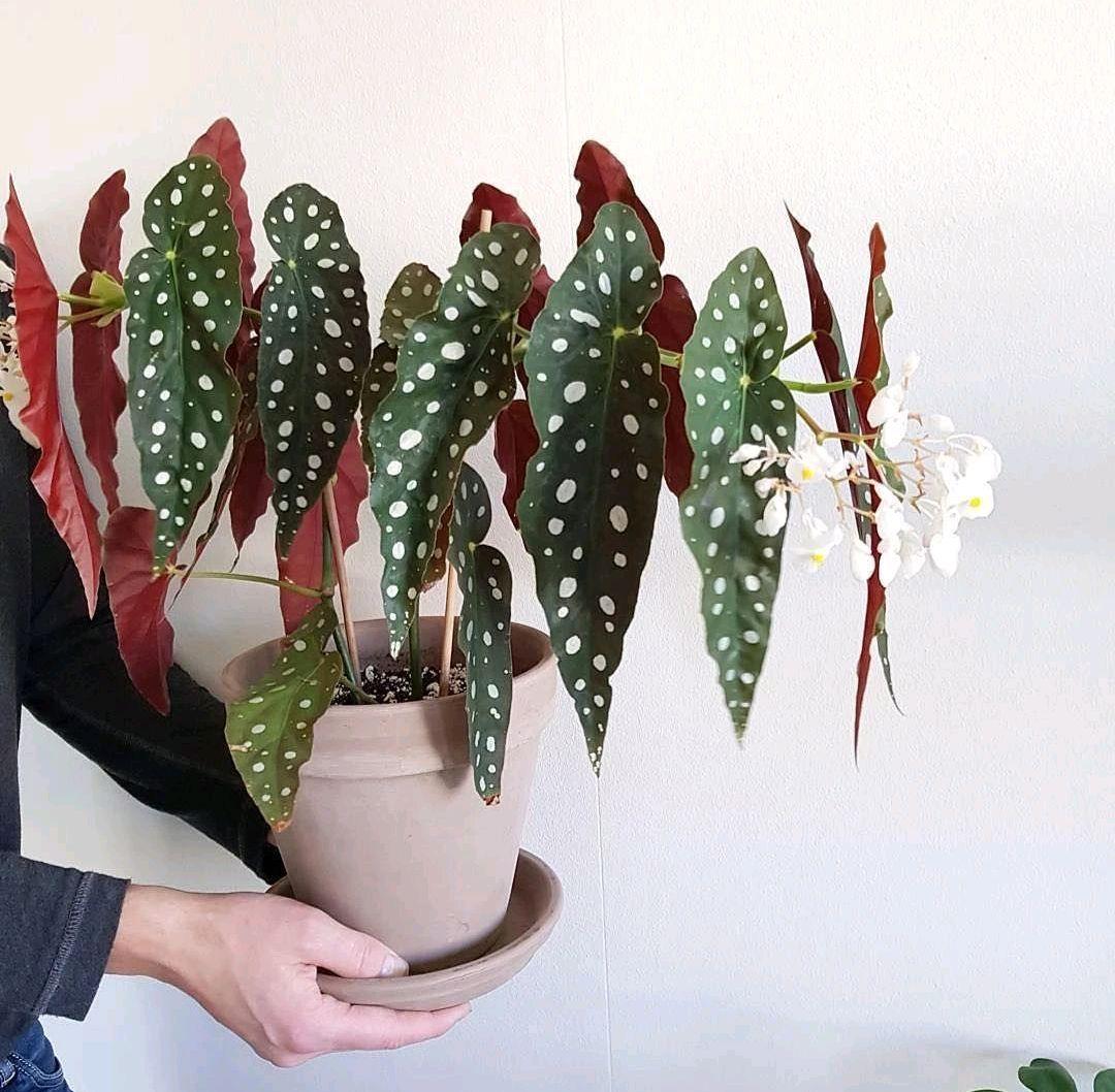 花卉大全家庭作品_家庭花卉圖片大全及花名_家庭花卉大全