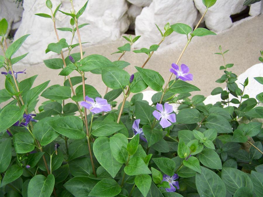 家庭花卉大全_花卉大全家庭作品_家庭花卉圖片大全及花名