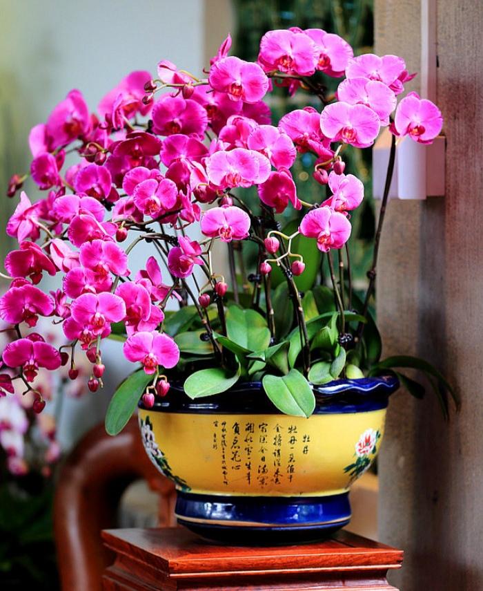 家庭花卉圖片大全及花名_家庭花卉大全_花卉大全家庭作品