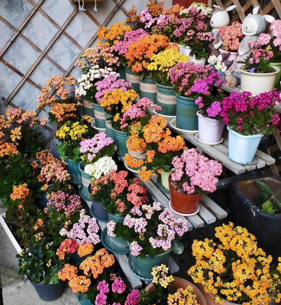 家庭花卉圖片大全及花名_花卉大全家庭作品_家庭花卉大全