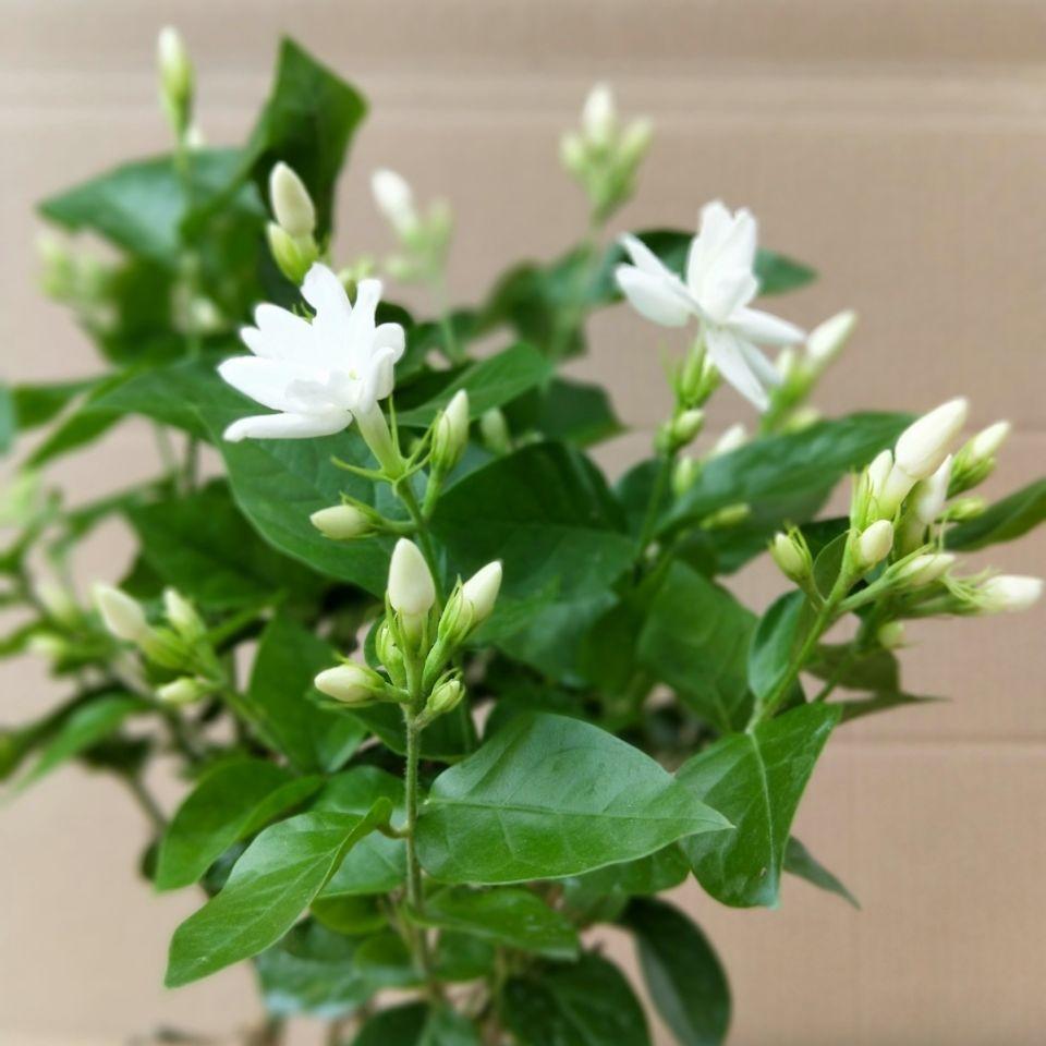 花卉大全家庭作品_家庭花卉圖片大全及花名_家庭花卉大全