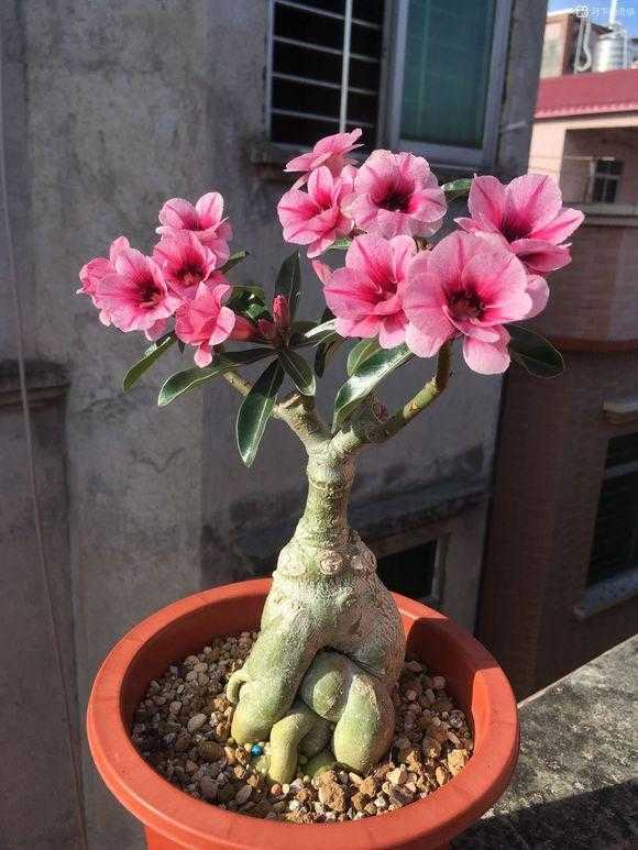 家庭花卉大全_家庭花卉圖片大全及花名_花卉大全家庭作品