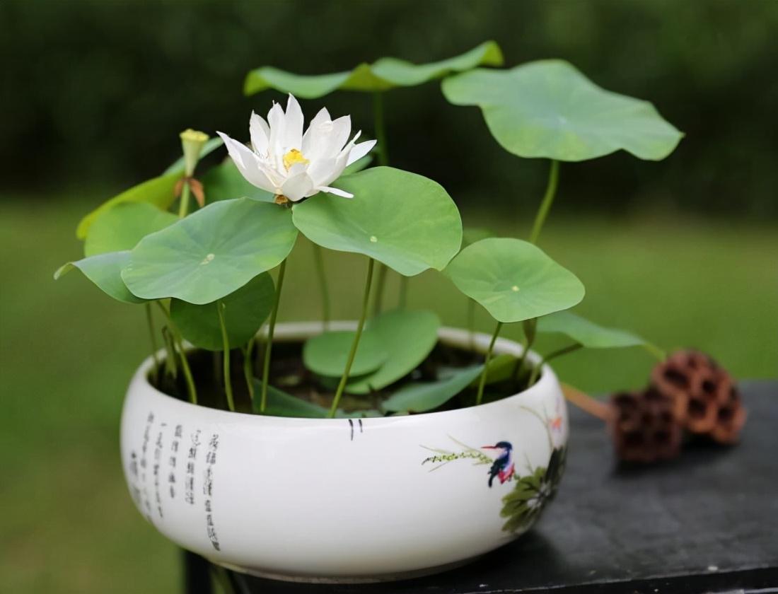 家庭花卉圖片大全及花名_花卉大全家庭作品_家庭花卉大全