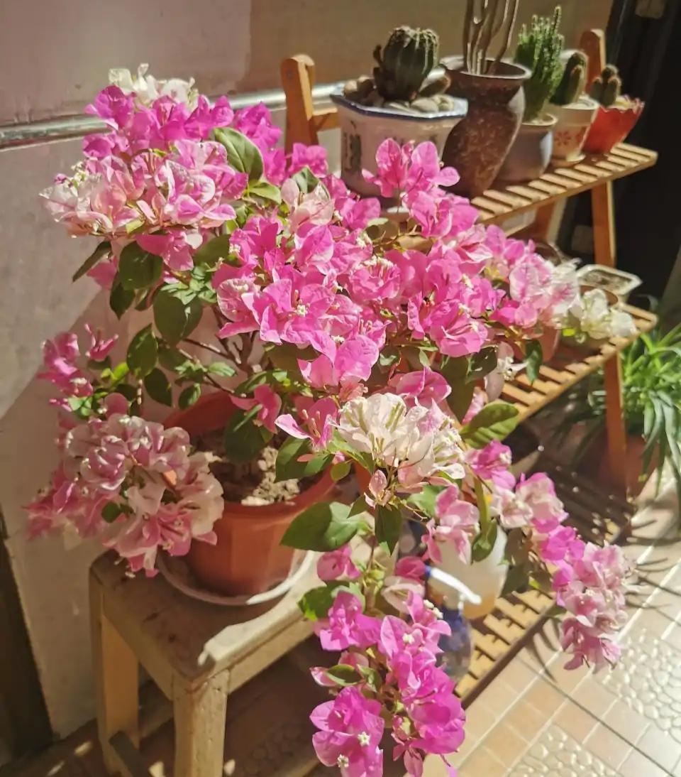 家庭花卉大全_家庭花卉圖片大全及花名_花卉大全家庭作品