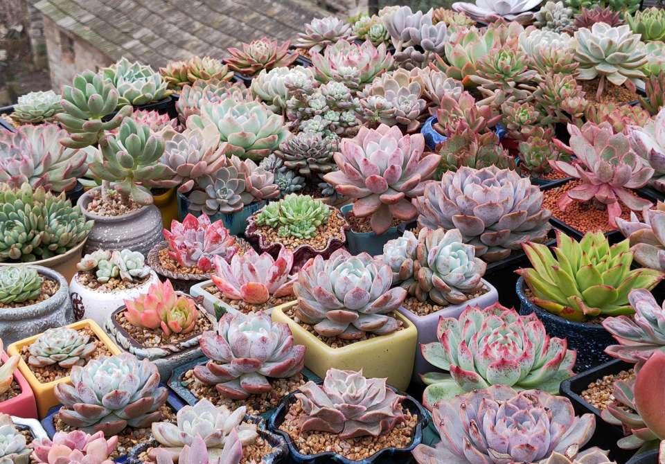 家庭花卉大全_家庭花卉圖片大全及花名_花卉大全家庭作品