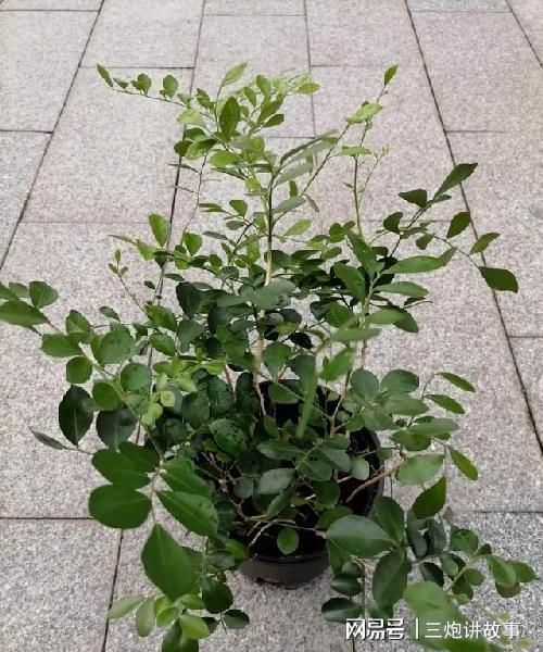 室內花盆適合種什么菜_花卉盆栽室內養適合什么土壤_適合養在室內的盆栽花卉
