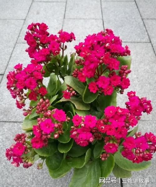 適合養在室內的盆栽花卉_花卉盆栽室內養適合什么土壤_室內花盆適合種什么菜