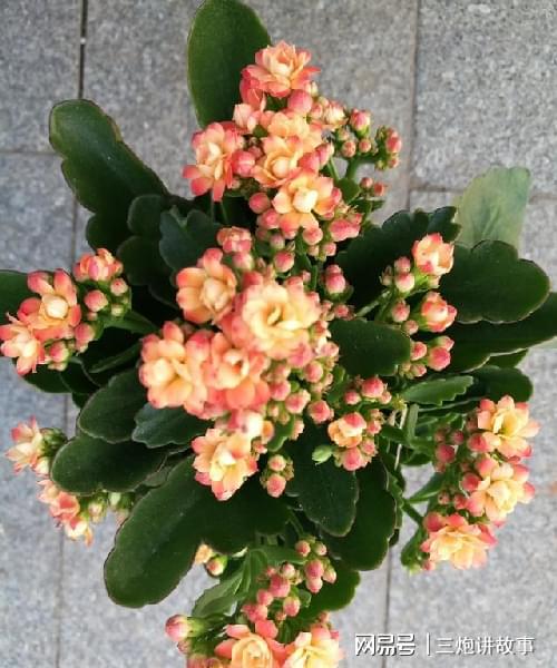 室內花盆適合種什么菜_適合養在室內的盆栽花卉_花卉盆栽室內養適合什么土壤