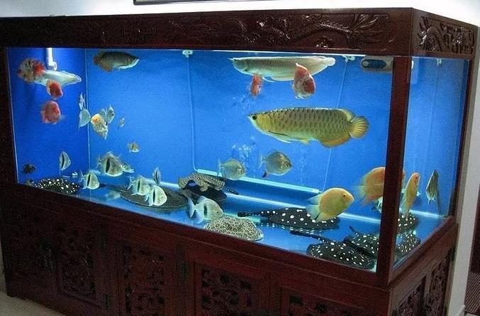 毒魚藥毒的魚能吃嗎_毒的魚能吃嗎_觀賞魚能吃嗎有毒嗎