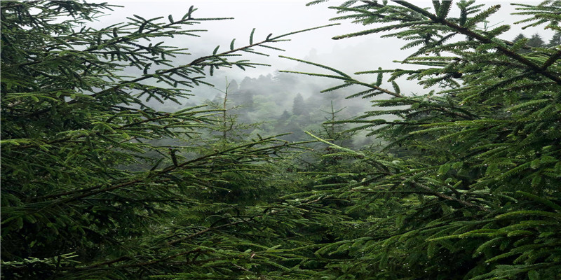 女兒生日送的花_送給女兒的生日花束_送給生日花束女兒的話