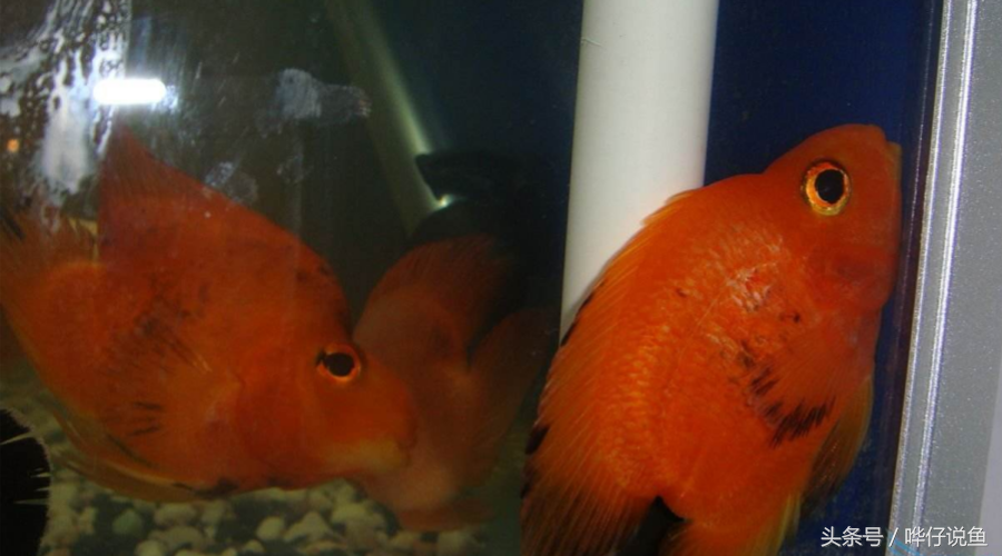 觀賞魚白皮病用什么藥_觀賞魚白皮病怎么治療_白皮病魚
